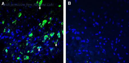 Alomone Labs ANR-134 image 3