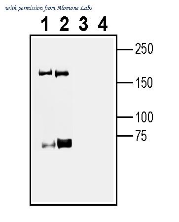 Alomone Labs ANR-183 image 1