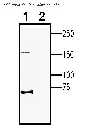 Alomone Labs ANR-183 image 2