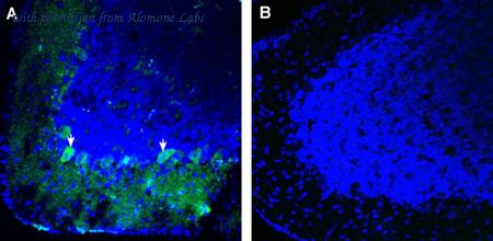 Alomone Labs ANR-183 image 3