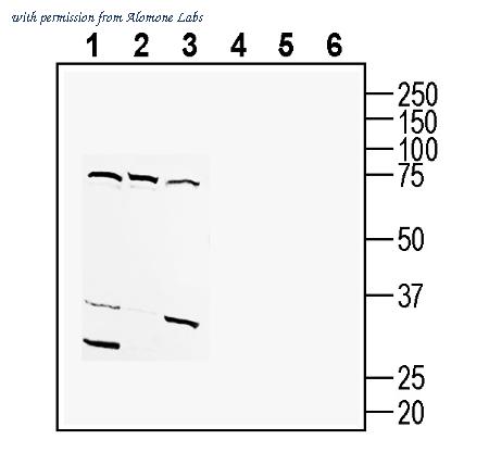 Alomone Labs ANR-189 image 1