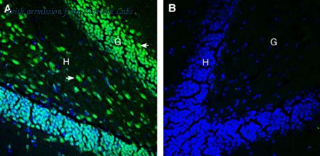 Alomone Labs ANR-189 image 3
