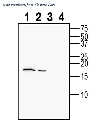 Alomone Labs ANT-047 image 1