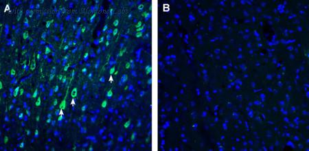 Alomone Labs ANT-047 image 2