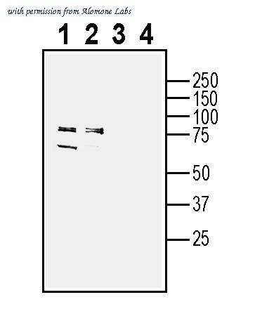 Alomone Labs ANT-185 image 1