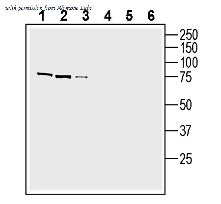 Alomone Labs ANT-185 image 2