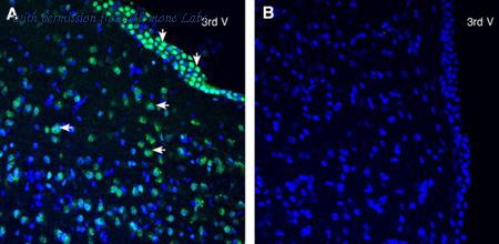 Alomone Labs ANT-185 image 3