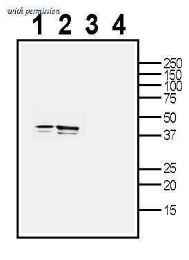 Alomone Labs APC-088 image 1