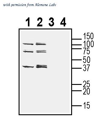 Alomone Labs APC-088 image 2