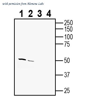 Alomone Labs APC-175 image 1