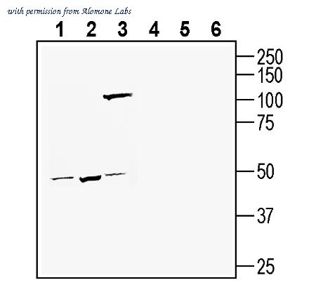 Alomone Labs APC-175 image 2