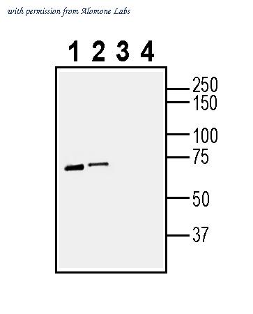 Alomone Labs APR-036 image 1