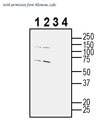 Alomone Labs APR-036 image 2
