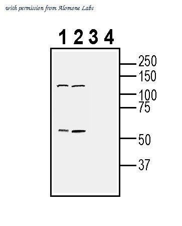 Alomone Labs APR-036 image 3