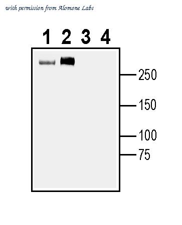 Alomone Labs ASC-050 image 1