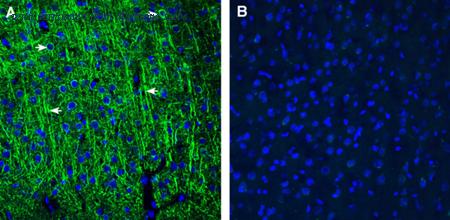 Alomone Labs RIC-001 image 1