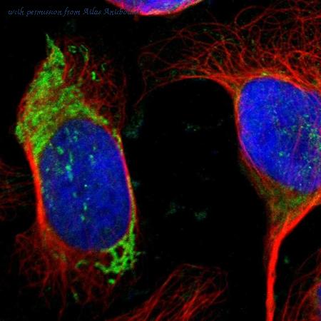 Atlas Antibodies AMAb90510 image 1
