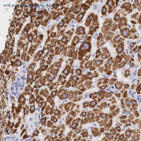 Atlas Antibodies AMAb90510 image 2