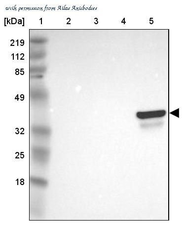 Atlas Antibodies AMAb90510 image 3