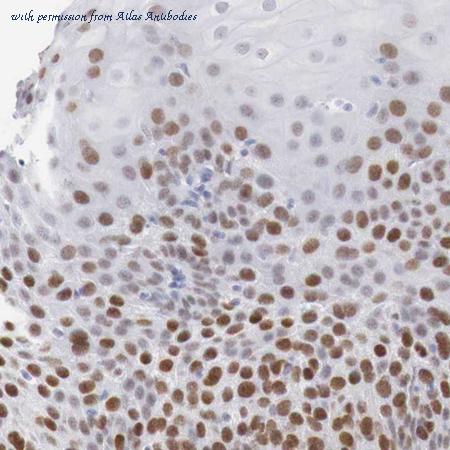 Atlas Antibodies AMAb90523 image 1