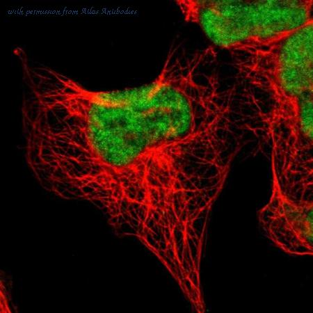 Atlas Antibodies AMAb90525 image 1