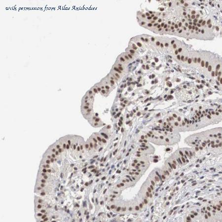 Atlas Antibodies AMAb90525 image 2