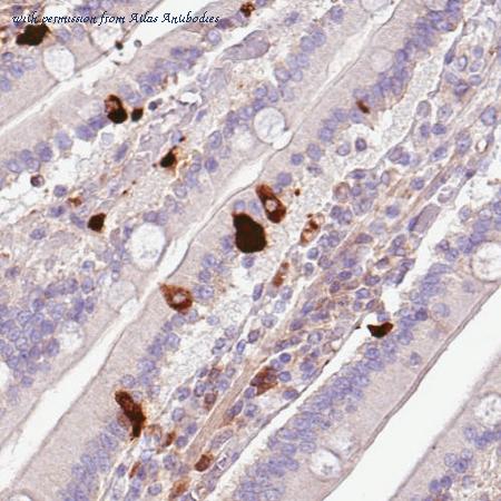 Atlas Antibodies AMAb90525 image 3
