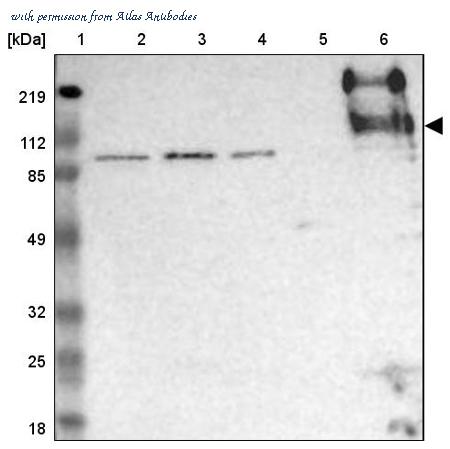 Atlas Antibodies AMAb90535 image 2