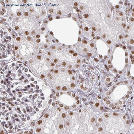Atlas Antibodies AMAb90535 image 3
