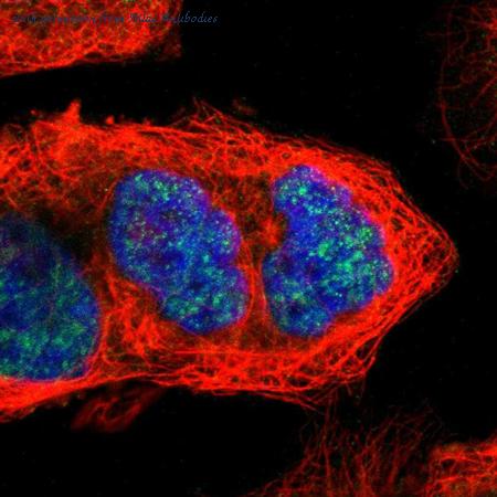 Atlas Antibodies AMAb90537 image 1