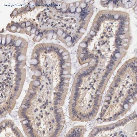 Atlas Antibodies AMAb90537 image 2