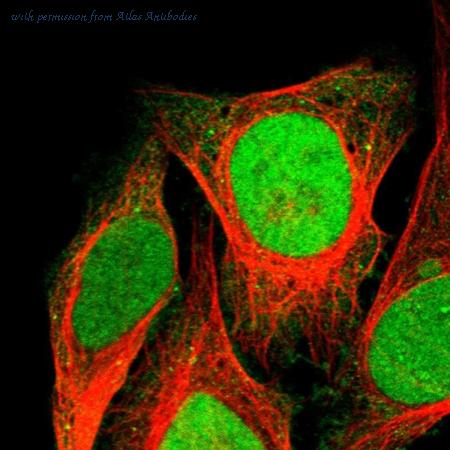 Atlas Antibodies AMAb90544 image 1
