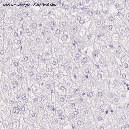 Atlas Antibodies AMAb90544 image 3