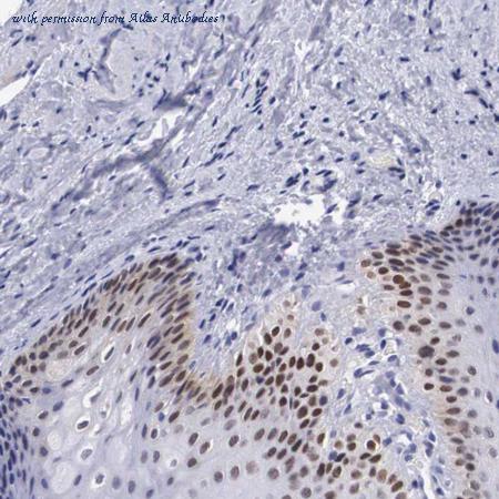Atlas Antibodies AMAb90549 image 1