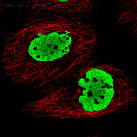 Atlas Antibodies AMAb90549 image 2