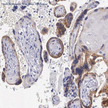 Atlas Antibodies AMAb90558 image 1