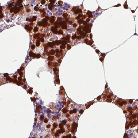 Atlas Antibodies AMAb90558 image 3