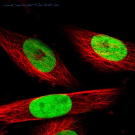 Atlas Antibodies AMAb90562 image 1