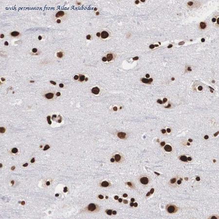Atlas Antibodies AMAb90562 image 2