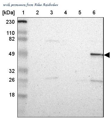 Atlas Antibodies AMAb90562 image 3