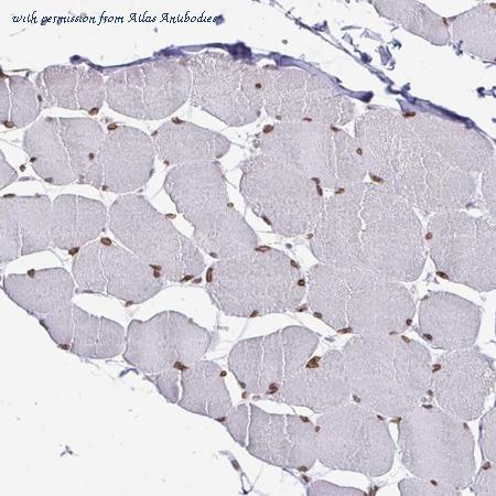 Atlas Antibodies AMAb90565 image 2