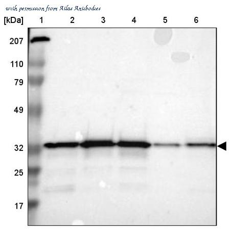 Atlas Antibodies AMAb90565 image 3