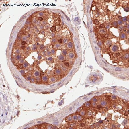 Atlas Antibodies AMAb90578 image 2