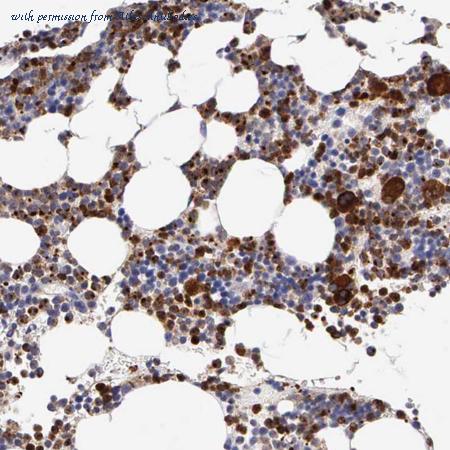 Atlas Antibodies AMAb90583 image 1