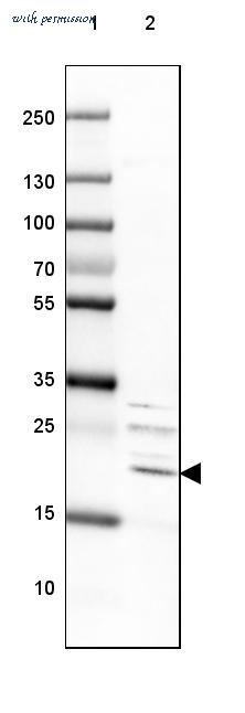 Atlas Antibodies AMAb90583 image 2