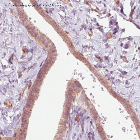 Atlas Antibodies AMAb90583 image 3