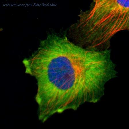 Atlas Antibodies AMAb90591 image 1