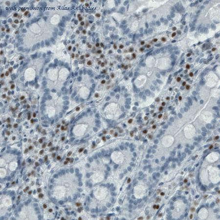 Atlas Antibodies AMAb90591 image 3
