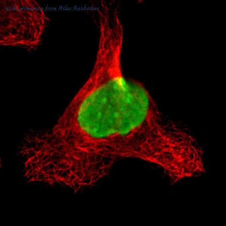 Atlas Antibodies AMAb90599 image 1