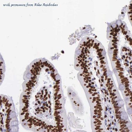 Atlas Antibodies AMAb90599 image 2